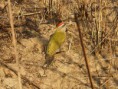/album/some-overseas-trips/scally-bellied-woodpecker-corbett-jpg/